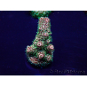 WYSIWYG Acropora Maricultura aclimatada LED
