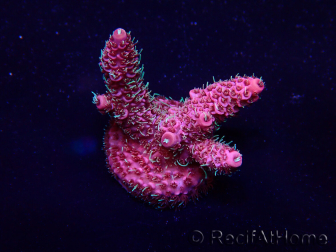 WYSIWYG Acropora Marikultur akklimatisiert LED