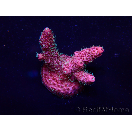 WYSIWYG Acropora Maricultura aclimatada LED
