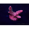 WYSIWYG Acropora Maricultuur geacclimatiseerd LED