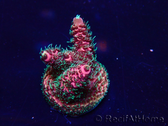 WYSIWYG Acropora Maricoltura acclimatata a LED