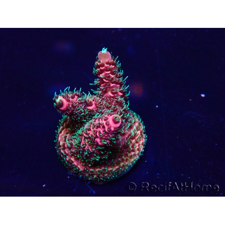 WYSIWYG Acropora Maricultuur geacclimatiseerd LED