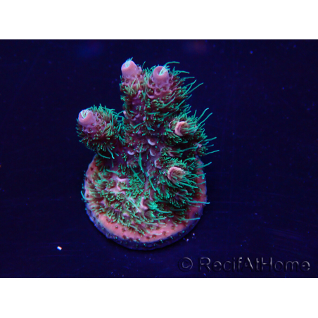 WYSIWYG Acropora 15Y4 Mariculture acclimaté led