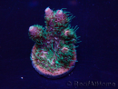 WYSIWYG Acropora Mariculture acclimated LED