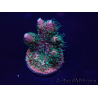 WYSIWYG Acropora 15Y4 Mariculture acclimaté led