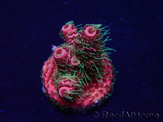 WYSIWYG Acropora Maricultuur geacclimatiseerd LED