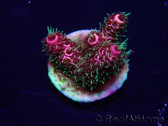 WYSIWYG Acropora Mariculture acclimated LED