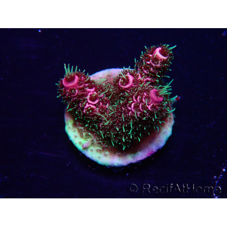 WYSIWYG Acropora Mariculture acclimated LED