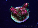 WYSIWYG Acropora Mariculture acclimated LED