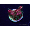 WYSIWYG Acropora Maricultuur geacclimatiseerd LED