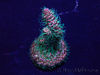 WYSIWYG Acropora Mariculture acclimated LED