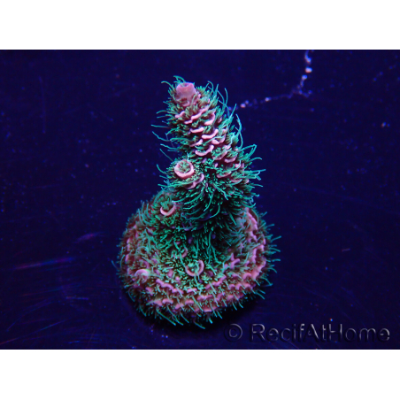 WYSIWYG Acropora Mariculture acclimated LED