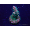 WYSIWYG Acropora Mariculture acclimated LED