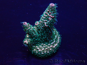 WYSIWYG Acropora Maricultuur geacclimatiseerd LED