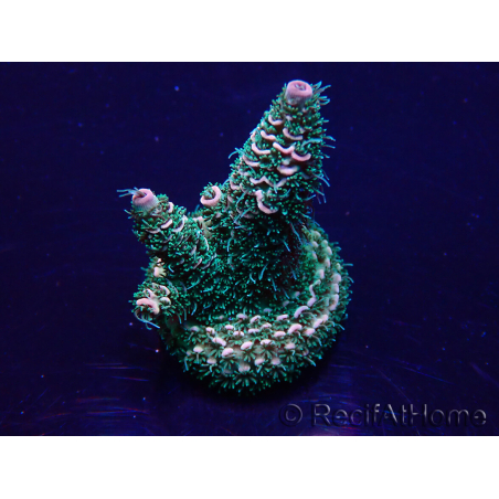 WYSIWYG Acropora Mariculture acclimated LED