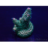 WYSIWYG Acropora Mariculture acclimated LED