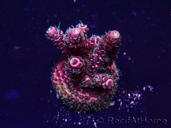 WYSIWYG Acropora Mariculture acclimated LED