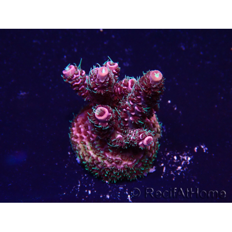 WYSIWYG Acropora Maricoltura acclimatata a LED