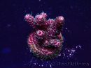 WYSIWYG Acropora Maricultura aclimatada LED