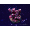 WYSIWYG Acropora 15Y10 Mariculture acclimaté led