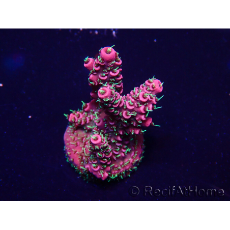 WYSIWYG Acropora Maricultuur geacclimatiseerd LED
