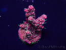 WYSIWYG Acropora Marikultur akklimatisiert LED