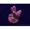 WYSIWYG Acropora Marikultur akklimatisiert LED