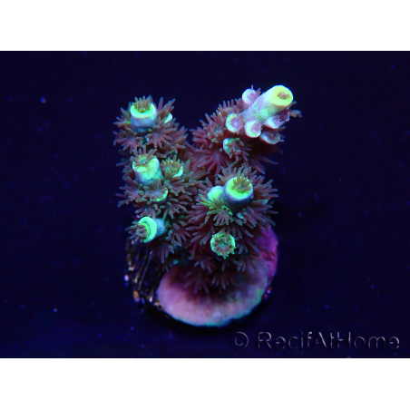 WYSIWYG Acropora Maricoltura acclimatata a LED