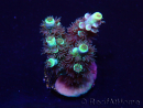 WYSIWYG Acropora Maricoltura acclimatata a LED