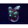 WYSIWYG Acropora Mariculture acclimated LED