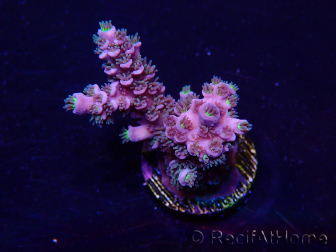 WYSIWYG Acropora Mariculture acclimated LED