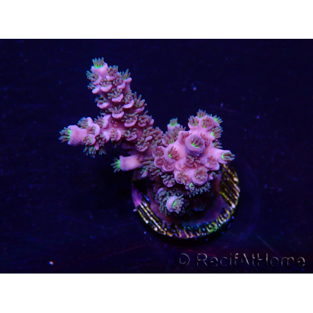 WYSIWYG Acropora Maricoltura acclimatata a LED