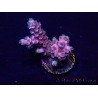 WYSIWYG Acropora Maricoltura acclimatata a LED