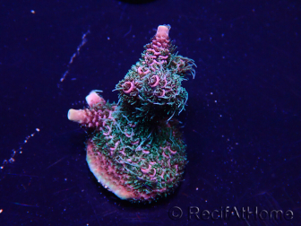 WYSIWYG Acropora Mariculture acclimated LED