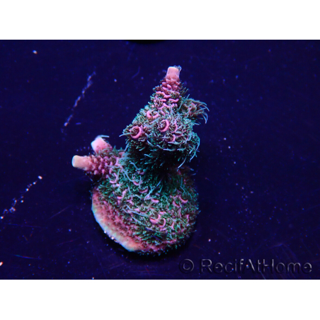 WYSIWYG Acropora Mariculture acclimated LED