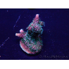 WYSIWYG Acropora Marikultur akklimatisiert LED