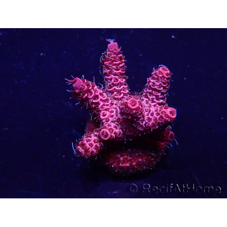 WYSIWYG Acropora 15Z5 Mariculture acclimaté led
