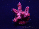 WYSIWYG Acropora Maricultura aclimatada LED