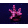 WYSIWYG Acropora Marikultur akklimatisiert LED