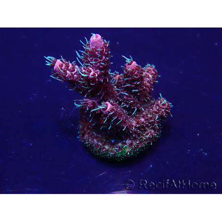 WYSIWYG Acropora Maricultuur geacclimatiseerd LED