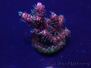 WYSIWYG Acropora Mariculture acclimated LED