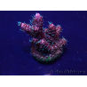 WYSIWYG Acropora Maricultuur geacclimatiseerd LED
