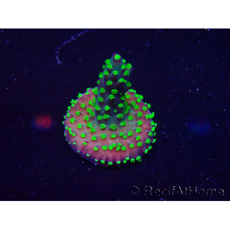 WYSIWYG Acropora Maricultura aclimatada LED