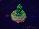 WYSIWYG Acropora Mariculture acclimated LED