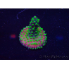 WYSIWYG Acropora Marikultur akklimatisiert LED
