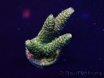 WYSIWYG Acropora Mariculture acclimated LED