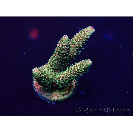 WYSIWYG Acropora Maricoltura acclimatata a LED