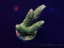 WYSIWYG Acropora Mariculture acclimated LED