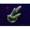 WYSIWYG Acropora Maricoltura acclimatata a LED