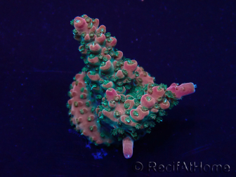 WYSIWYG Acropora Mariculture acclimated LED